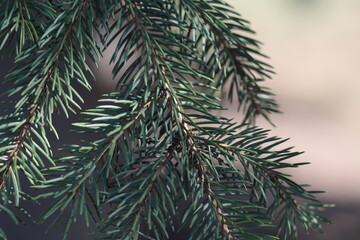 Naklejka na ściany i meble branches of a fur tree, Merry Christmas