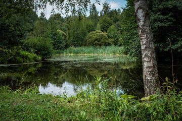 Fototapeta na wymiar Russian summer landscape. Pond in the forest.
