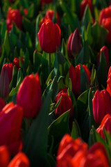 Fototapeta premium Spring background with red tulips flowers. beautiful blossom tulips field. spring time. banner, copy space