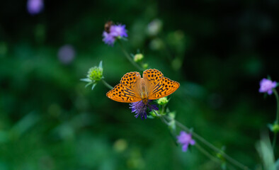 butterfly on flower