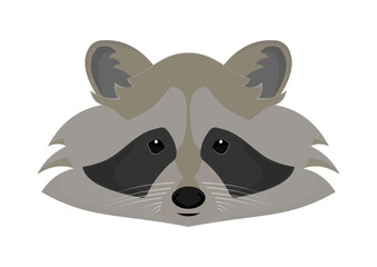 Raccoon