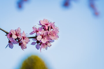 Pink cherry blossoms (Pink flowers)