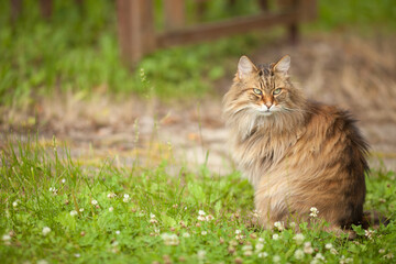 Naklejka na ściany i meble Young long haired brown cat walks outdoor next to the house