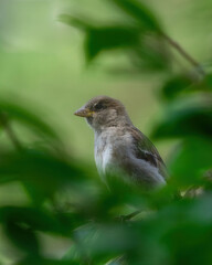 Song Bird In Wisconsin