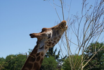 Une girafe au Pal © Rosalina