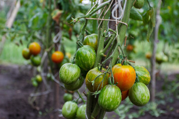 Bushes with bunches of colored tomatoes, soft focus background