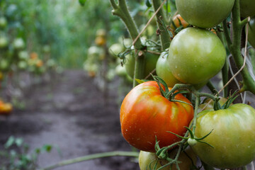 Bushes with bunches of colored tomatoes, soft focus background
