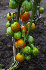 Bushes with bunches of colored tomatoes, soft focus background