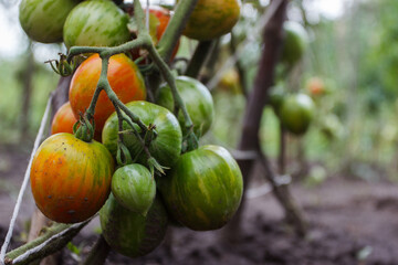 Bushes with bunches of colored tomatoes, soft focus background