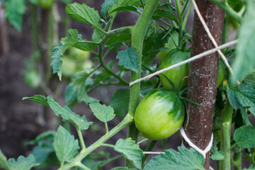 Bushes with bunches of colored tomatoes, soft focus background