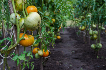 Bushes with bunches of colored tomatoes, soft focus background