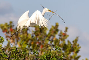 Great White Egret taking off with stick in mouth in morning light.