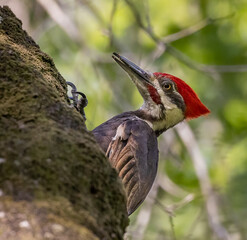Pileated Woodpecker on tree searching for insects.