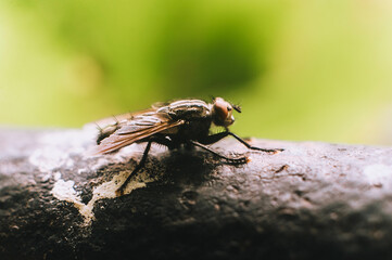 Large fly, insect sits on a metal pipe close-up.