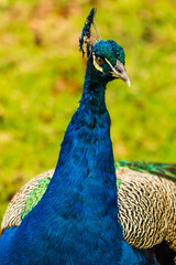 Obraz premium Close up head shot of Male colourful peacock in constantia valley Cape Town South Africa