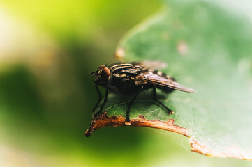 Beautiful fly, insect sits on a green leaf close-up. Macro photography.