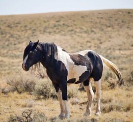 Wild male mustang in Cody Wyoming