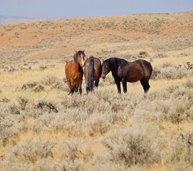Wild mustang horses in Cody Wyoming