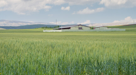Green wheat field background blurred animal farm image