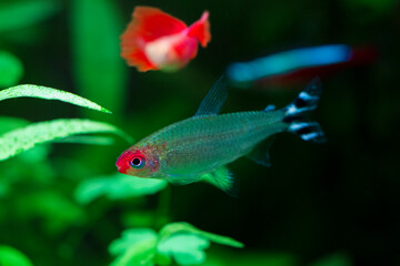 rummy-nose tetra fish (Hemigrammus rhodostomus)
