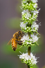 Honeybee in menthe flower 