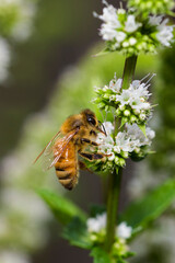 Honeybee in menthe flower 