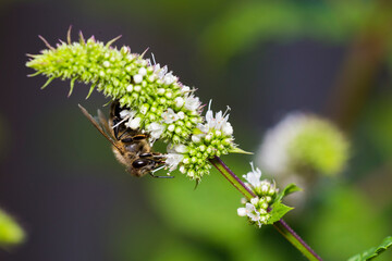 Honeybee in menthe flower 