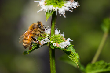 Honeybee in menthe flower 