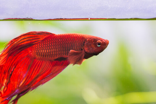 Beautiful Male Red Beta Fish