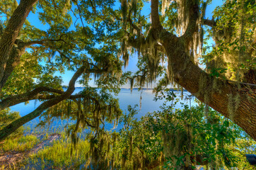 Hilton Head Island, South Carolina, Spanish Moss