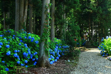 花巻温泉 バラ園 Wall Mural Wallpaper Murals Wallsheaven Yspbqh14