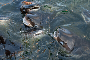 A flock of catfish swims near the surface of the water begging for food. Feeding fish in the park...