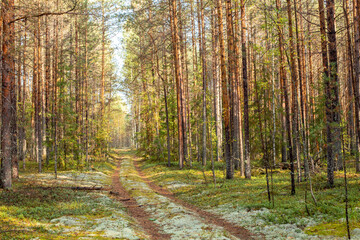 Landscape of a forest road covered with moss in sunlight. Autumn pine forest background.