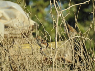 Oiseau