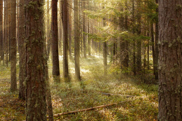 Fototapeta premium The sun's rays make their way through the trunks of moss-covered pine trees in the autumn forest. Autumn natural forest background.