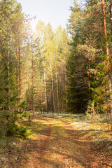 Forest road landscape in the sunlight. Forest autumn background.