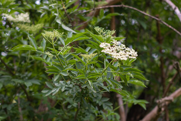 Elder tree bough laden with white elderflower blossom on sunlight.