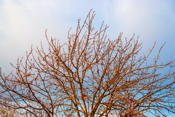 Dry branches of a tree without leaves in autumn against the backdrop of a cloudy sky.