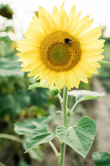 Obraz premium Local travel. Close up sunflower. Natural light, countryside landscape. Lifestyle photography