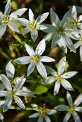 Fleurs Blanches