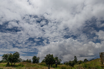 landscape of an avocado crop on a sunny day with clouds