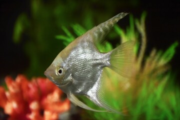 silver angelfish in the aquarium