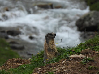 marmot in the mountains