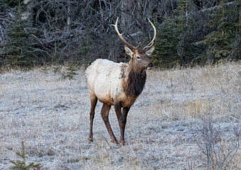 Naklejka na ściany i meble A young male Elk. Taken in Banff, Canada