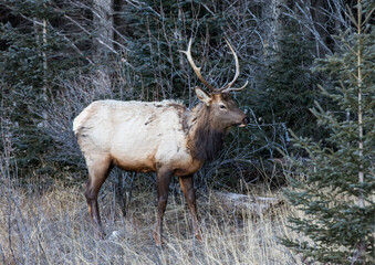 Naklejka na ściany i meble A young male Elk. Taken in Banff, canada