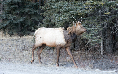 A young male Elk. Taken in Banff, Canada