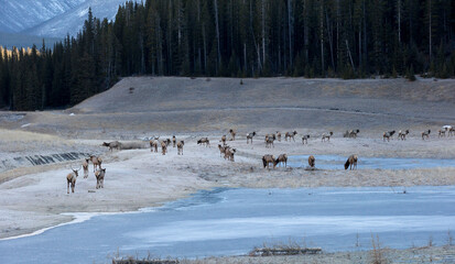 A herd of elk in a meadow. Taken in Banff, Canada