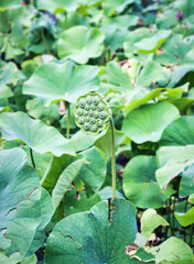 Lotus seed lily planted on the water looking like a eye monster against blurred background, surrounded with green leaves in a garden.