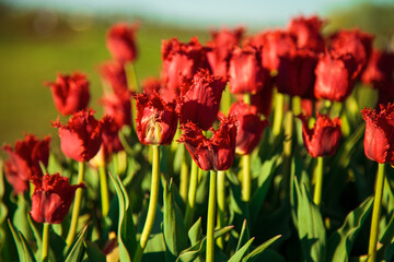 Fototapeta premium Spring background with red tulips flowers. beautiful blossom tulips field. spring time. banner, copy space