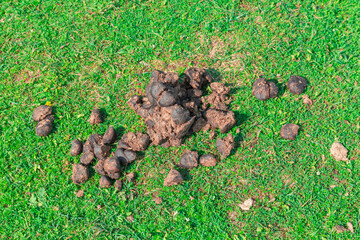 Cow fertilizer and feces in green meadow in summer